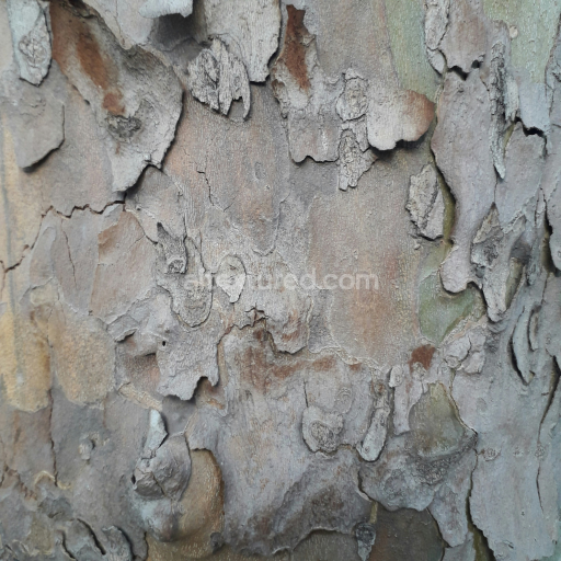 Preview — Weathered Tree Bark Texture with Natural Peeling and Rough Surface