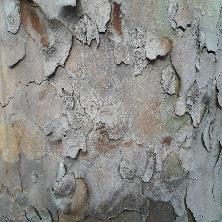 Weathered Tree Bark with Natural Peeling and Rough Surface Wood seamless PBR texture preview