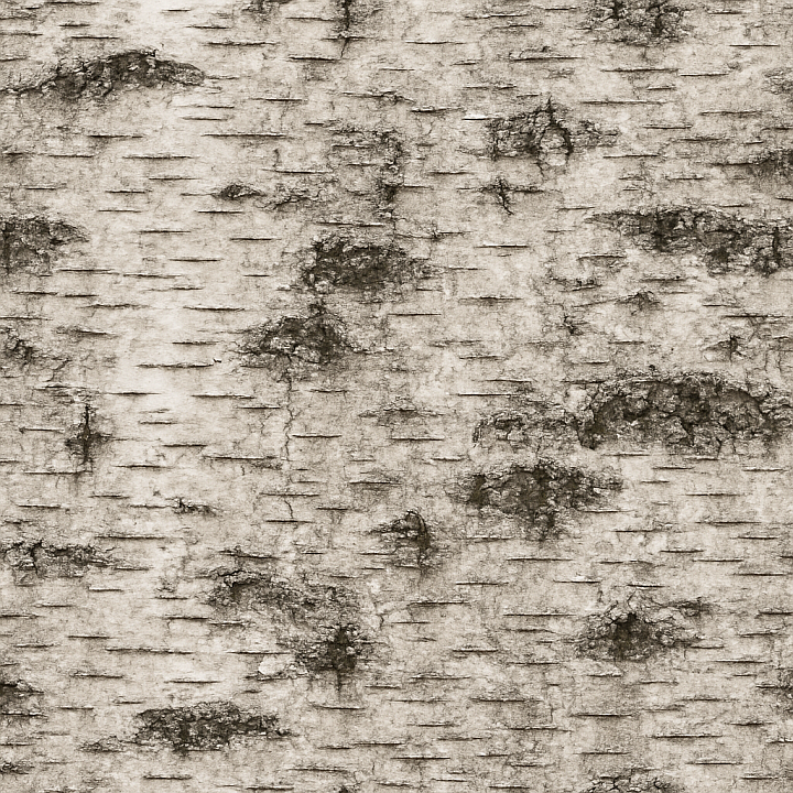 Weathered Birch Wood seamless PBR texture preview