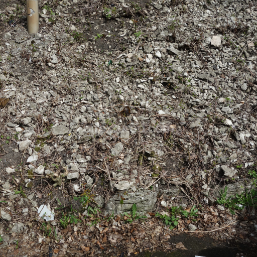 Preview — Natural Rocky Ground Texture with Debris and Vegetation