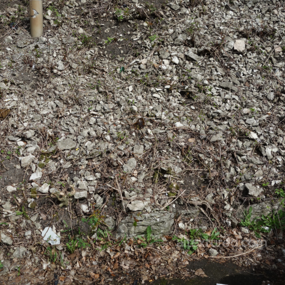 Natural Rocky Ground Texture with Debris and Vegetation Ground surface texture preview