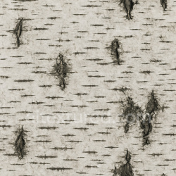seamless Seamless Birch Texture Seamless 1024X1024 texture 1024x1024 free download PBR
