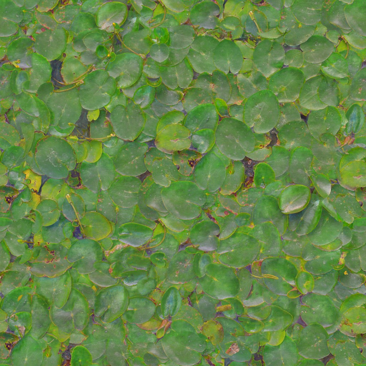 Archviz Flower Foliage Lilypads Organic Plant Pond seamless PBR texture preview