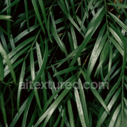 seamless Detailed Dense Green Grass Texture for 3D Ground Surfaces texture 8k free download PBR