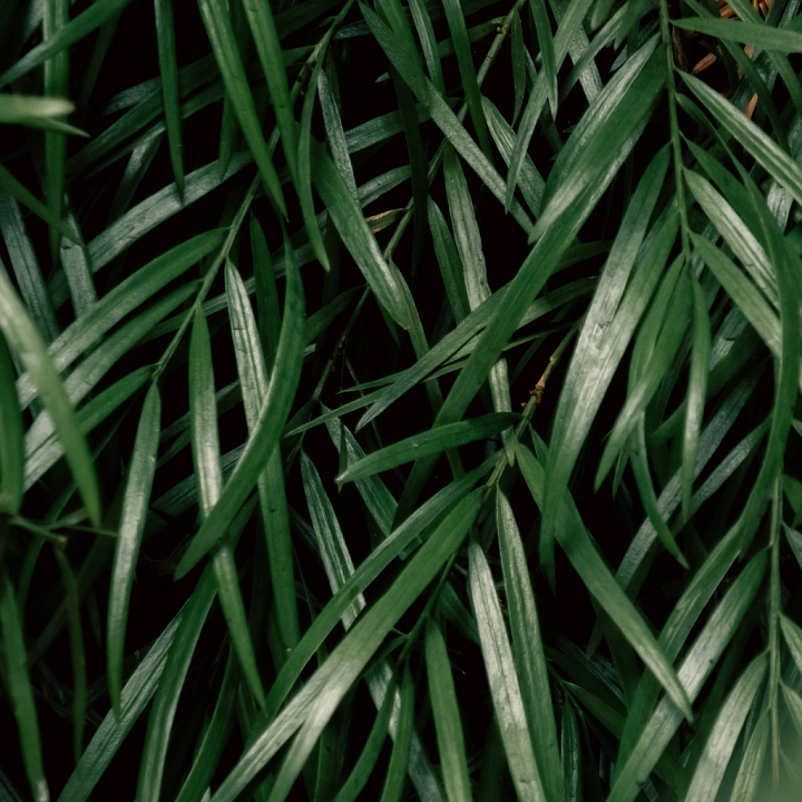 Detailed Dense Green Grass for Ground Surfaces seamless PBR texture preview