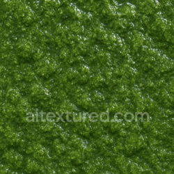 seamless Polished Wet Moss Texture Seamless 1024X1024 texture 1024x1024 free download PBR