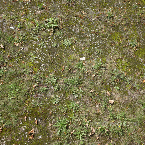 Natural Ground Texture with Moss, Weeds, and Rocks PBR 4K Ground surface texture preview
