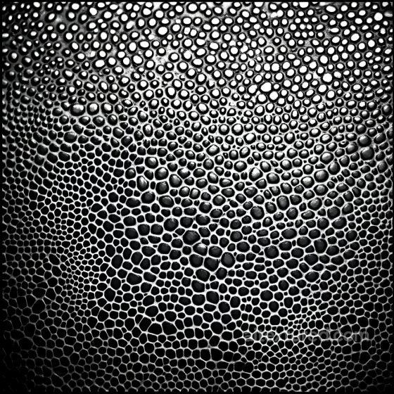 Reptilian Skin PBR Texture with Detailed Scales in Black and White Skin texture preview