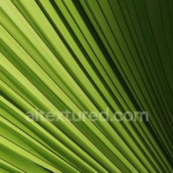 seamless Detailed Green Palm Leaf Texture with Natural Veins and Structure texture 8k free download PBR