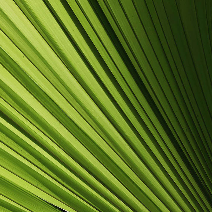 Detailed Green Palm Leaf with Natural Veins and Structure seamless PBR texture preview