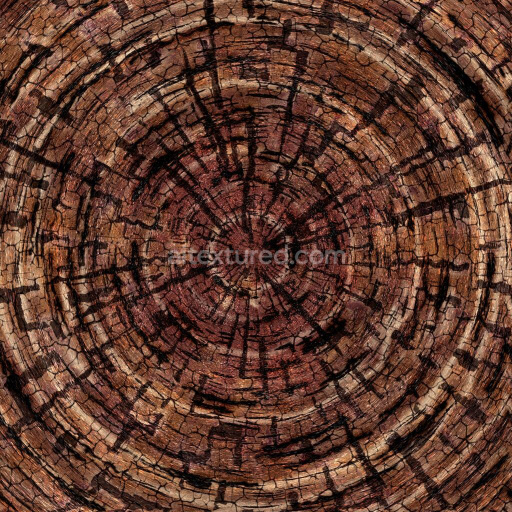 Cross Section of Wood Log Texture | Free PBR