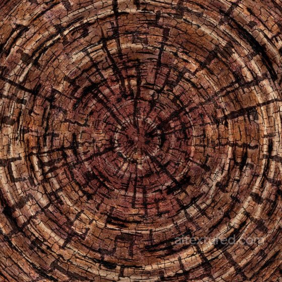 Cross Section of Wood Log Texture | Free PBR Foliage texture preview