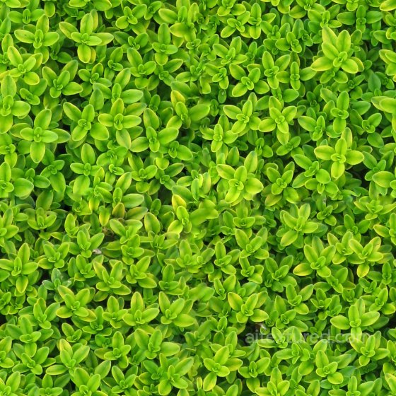 IVY Seamless PBR Texture for Games Foliage texture preview