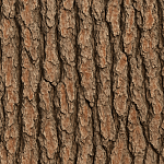 Bark