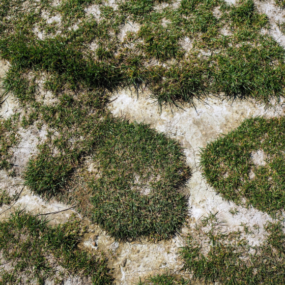 Cracked Dirt Ground Texture with Natural Grass Patches Ground surface texture preview