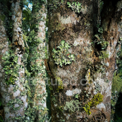 seamless High-Resolution PBR Wood Bark Texture with Moss and Lichen texture 8k free download PBR