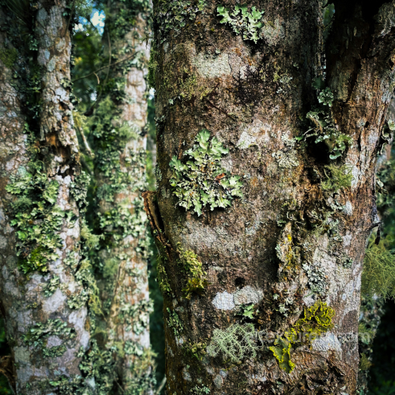PBR Wood Bark Texture with Moss and Lichen Wood texture preview