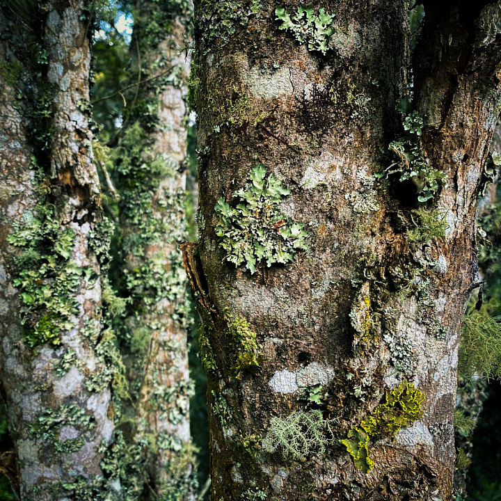 Wood Bark with Moss and Lichen seamless PBR texture preview