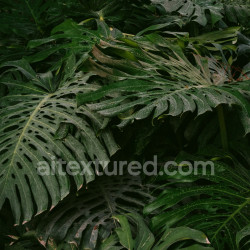 seamless High-Resolution Tropical Plant Leaves Texture for 3D PBR texture 8k free download PBR