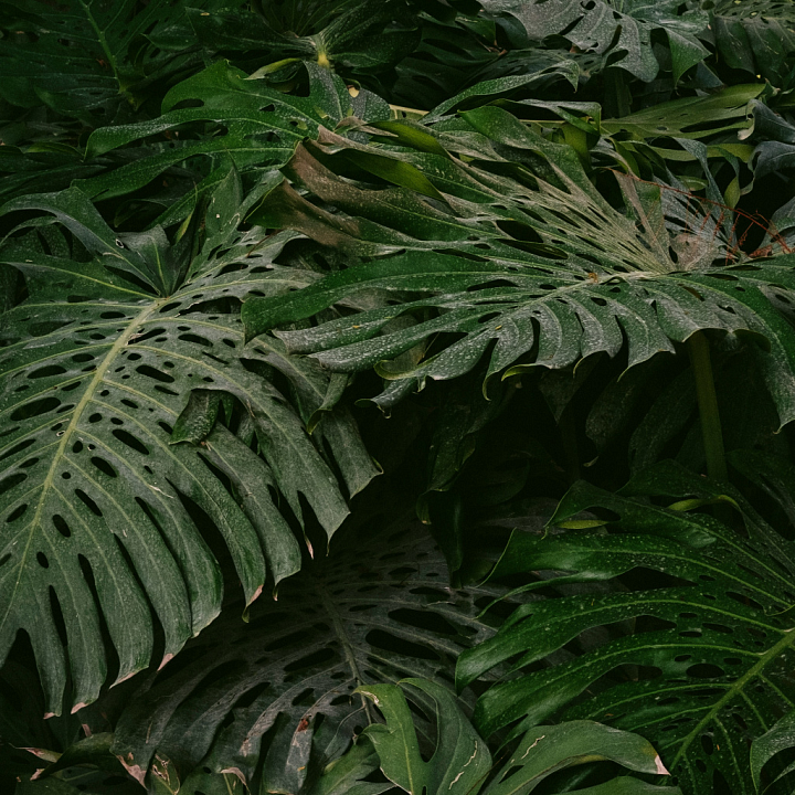 Tropical Plant Leaves for seamless PBR texture preview