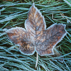 seamless PBR Frosted Autumn Brown Leaf on Green Grass Ground Texture texture 8k free download PBR