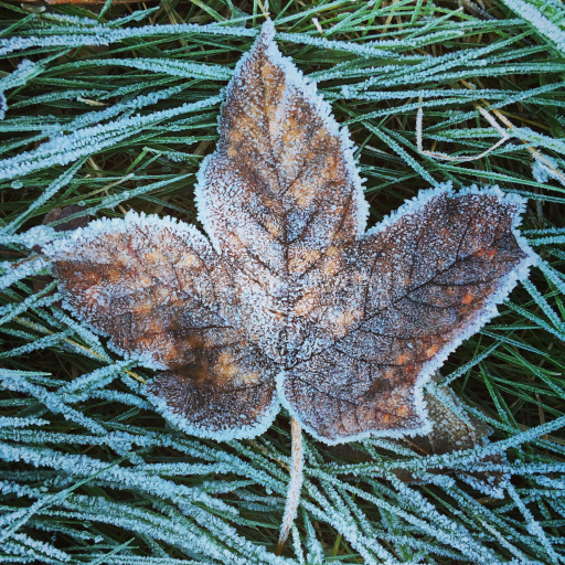 PBR Frosted Autumn Brown Leaf on Green Grass Ground Texture