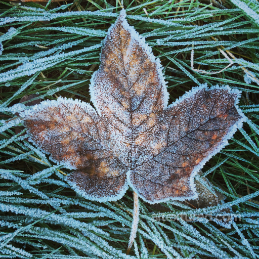 PBR Frosted Autumn Brown Leaf on Green Grass Ground Texture seamless Ground surface PBR texture