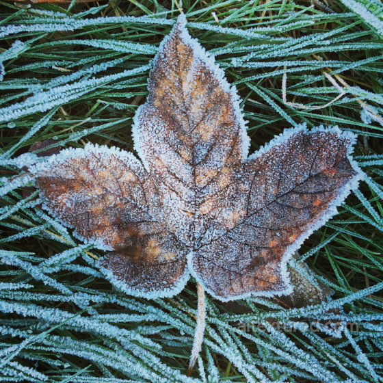 PBR Frosted Autumn Brown Leaf on Green Grass Ground Texture Ground surface texture preview