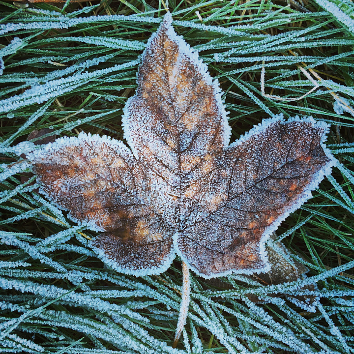 Frosted Autumn Brown Leaf on Green Grass Ground seamless PBR texture preview