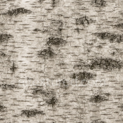seamless Weathered Birch Texture Seamless 1024X1024 texture 1024x1024 free download PBR