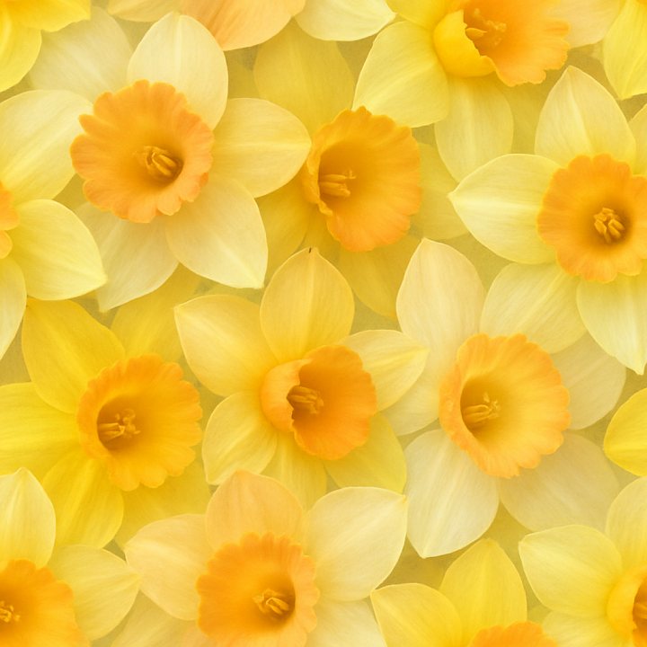 Of Bright Daffodil Trumpets Capturing Flower Softness And Translucency seamless PBR texture preview