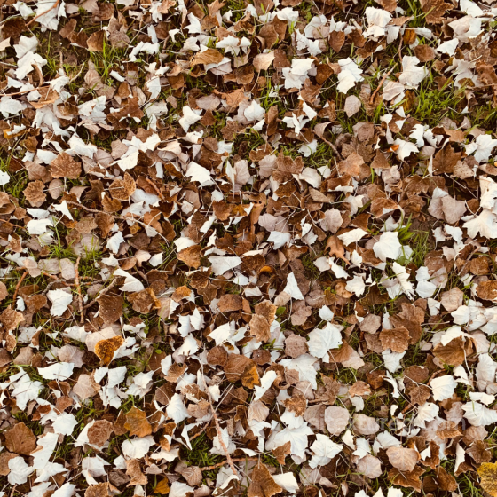 Dry Autumn Leaves on Ground PBR Texture with Grass Details Foliage texture preview