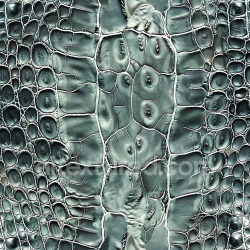 seamless Seamless 3D Crocodile Leather PBR Texture with Glossy Finish and Detailed Grain texture 8k free download PBR