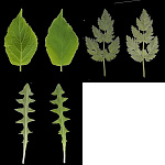 Leaf