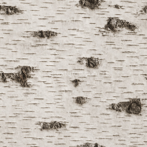 Seamless Birch Bark Texture Seamless 1024X1024