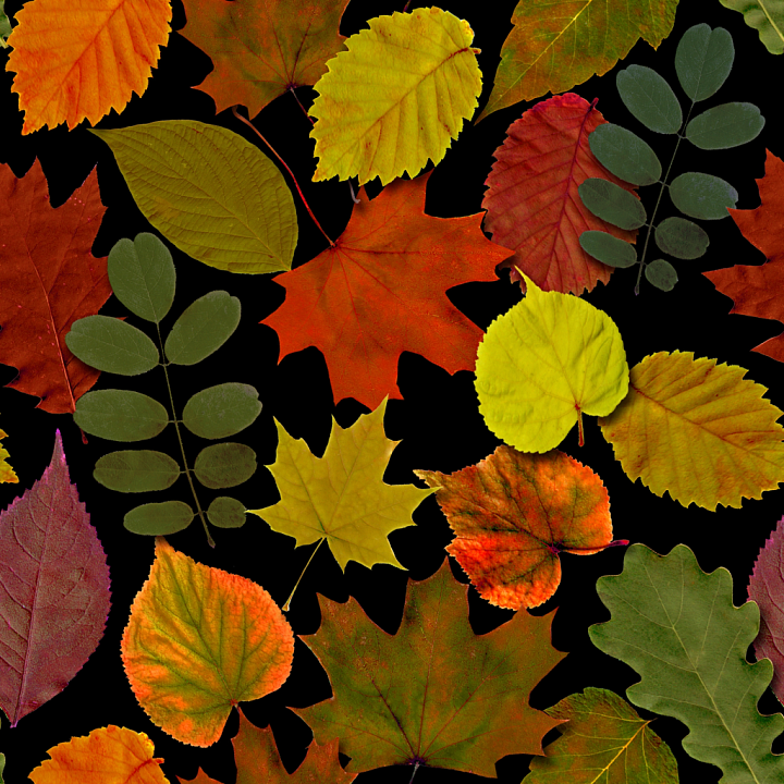 Multi-Species Autumn Leaves on Black Background seamless PBR texture preview