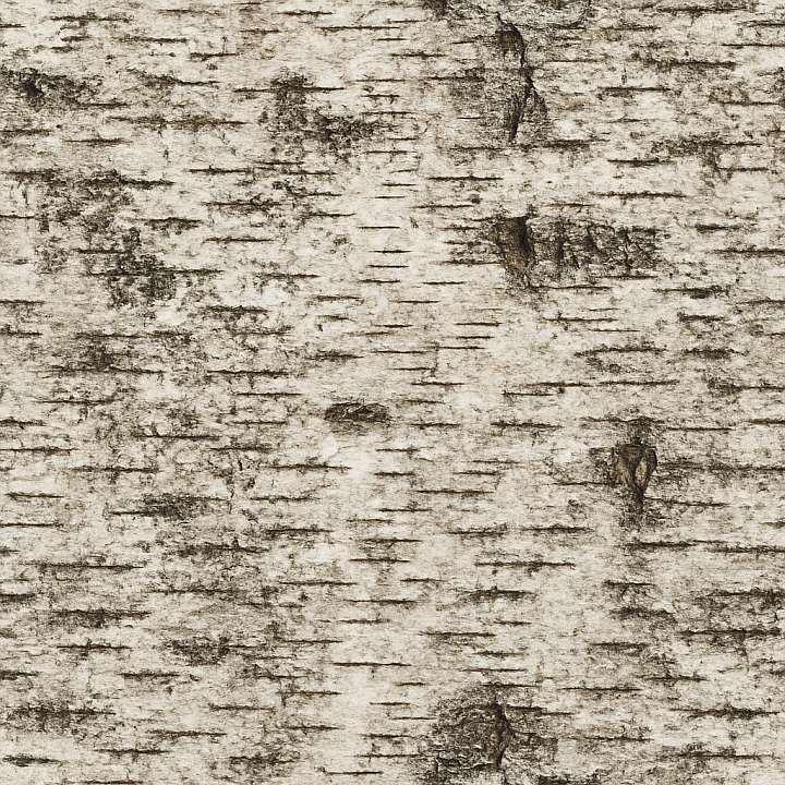 Aged Birch Wood seamless PBR texture preview