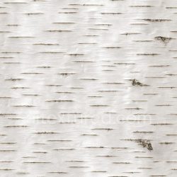 seamless Shiny Birch Bark Texture Seamless 1024X1024 texture 1024x1024 free download PBR