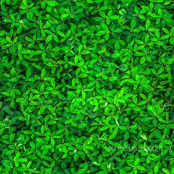 Seamless Flower PBR Texture Collection Foliage texture preview