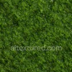 seamless Shiny Wet Moss Texture Seamless texture 8k free download PBR