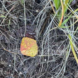 seamless High-Resolution Texture of Natural Ground with Dry Leaves and Twigs texture 8k free download PBR