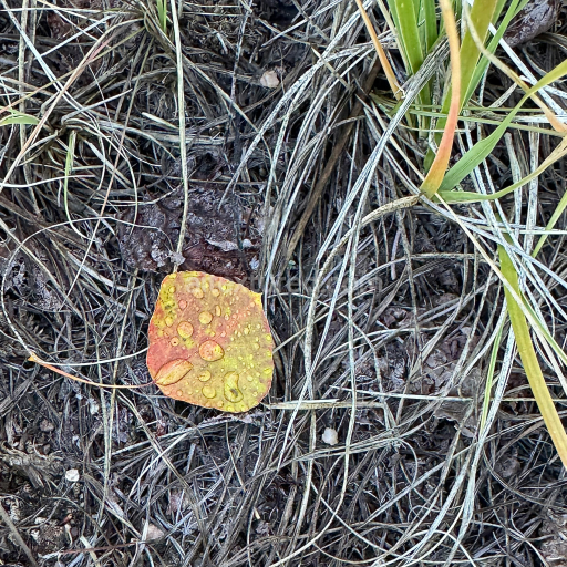 Preview — High-Resolution Texture of Natural Ground with Dry Leaves and Twigs