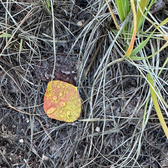 Texture of Natural Ground with Dry Leaves and Twigs Foliage texture preview
