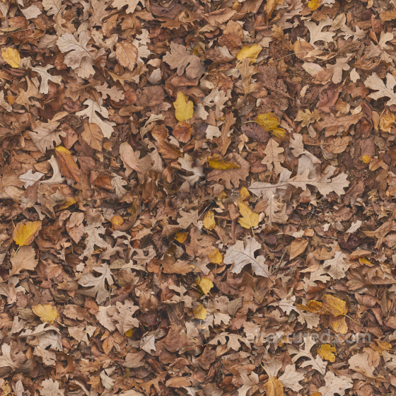 Seamless High-Quality Forest Ground Texture Ground surface texture preview