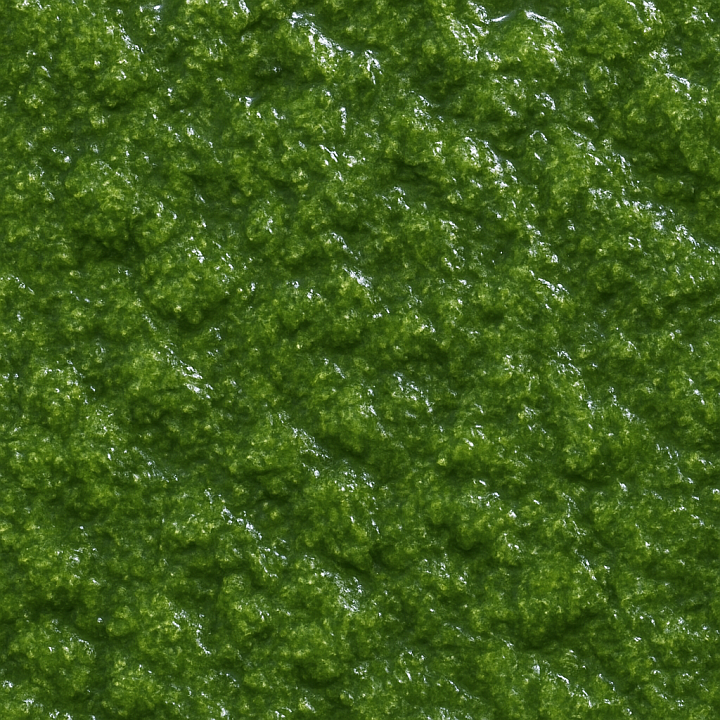 Polished Wet Moss seamless PBR texture preview