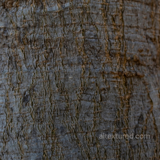 Detailed Rustic Tree Bark Texture with Natural Grooves and Knots Wood texture preview
