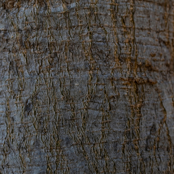 Detailed Rustic Tree Bark with Natural Grooves and Knots Wood seamless PBR texture preview