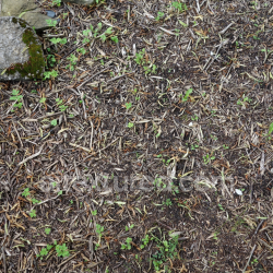seamless High-Resolution PBR Soil Texture Featuring Natural Twigs and Small Green Plants texture 8k free download PBR