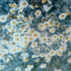 seamless Daisies Floral Texture for PBR 3D Applications texture 8k free download PBR