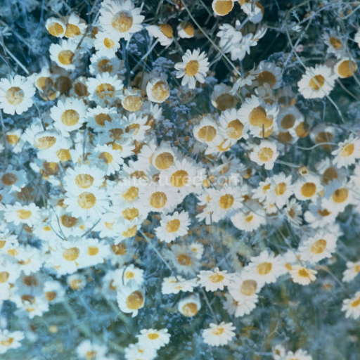 Daisies Floral Texture for PBR 3D Applications